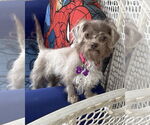 Small #1 Shih Tzu Mix