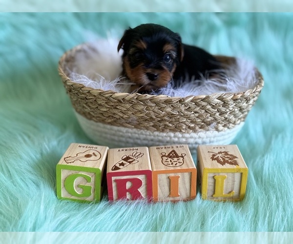 Medium Photo #1 Yorkshire Terrier Puppy For Sale in WILLISTON, SC, USA