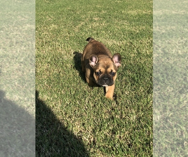 Medium Photo #4 French Bulldog Puppy For Sale in PARAGOULD, AR, USA