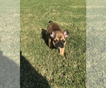 Small Photo #4 French Bulldog Puppy For Sale in PARAGOULD, AR, USA