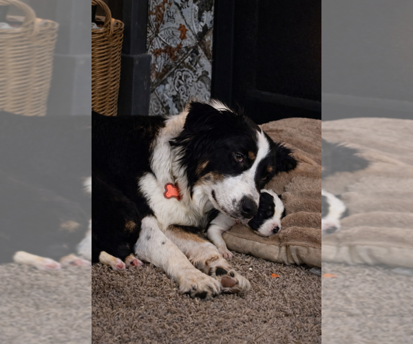 Medium Photo #1 Australian Shepherd Puppy For Sale in SAINT JOHN, IN, USA