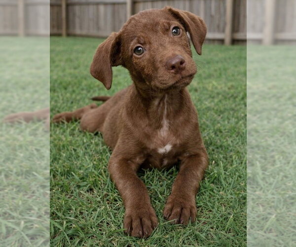 Medium Photo #3 Labrador Retriever-Unknown Mix Puppy For Sale in Grovertown, IN, USA