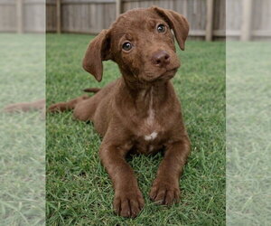 Presley - Male Labrador Retriever-Unknown Mix Dog for Adoption - Photo #3