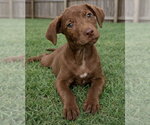 Small #2 Labrador Retriever Mix
