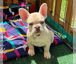 Small #6 French Bulldog