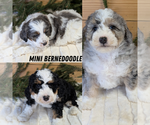 Small Bernedoodle (Miniature)