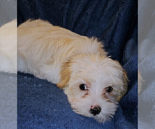 Medium Photo #10 Morkie Puppy For Sale in HOLLAND, MI, USA