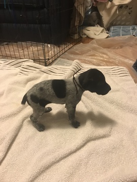 Medium Photo #1 German Shorthaired Pointer Puppy For Sale in FARMINGTON, MI, USA