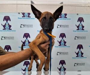Mutt Dogs for adoption in Orlando, FL, USA