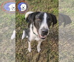 Small Great Pyrenees