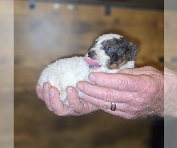 Medium Photo #3 Poodle (Toy) Puppy For Sale in DYERSBURG, TN, USA