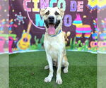 Small #1 Mastiff Mix