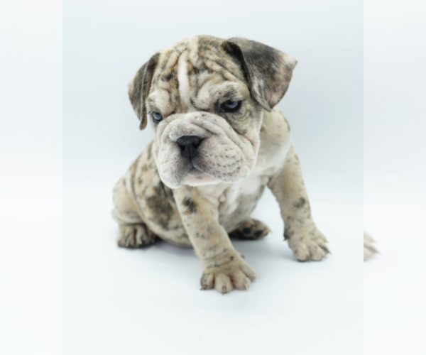 Medium Photo #3 Bulldog Puppy For Sale in ATHERTON, CA, USA