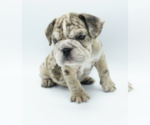 Small Photo #3 Bulldog Puppy For Sale in ATHERTON, CA, USA