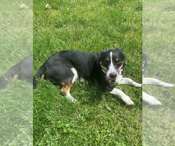 Medium Photo #4 Mutt Puppy For Sale in Osgood, IN, USA