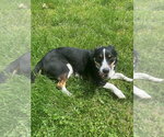 Small #3 Mutt