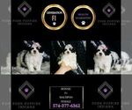 Small Photo #81 Maltipoo Puppy For Sale in WARSAW, IN, USA