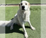 Small #2 Great Pyrenees