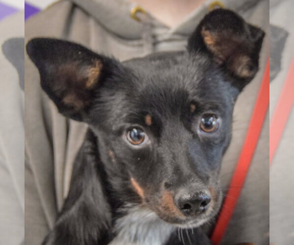 Medium Photo #1 Dachshund-Unknown Mix Puppy For Sale in Huntley, IL, USA