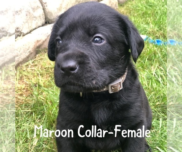 Medium Photo #1 Labrador Retriever Puppy For Sale in LAKEWOOD, WA, USA