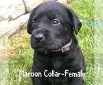 Small Photo #1 Labrador Retriever Puppy For Sale in LAKEWOOD, WA, USA
