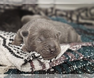 Medium Chinese Shar-Pei