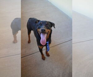 Rottweiler-Unknown Mix Dogs for adoption in McKinney, TX, USA