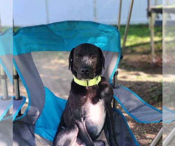 Medium Photo #3 Labrador Retriever-Unknown Mix Puppy For Sale in Evansville, IN, USA