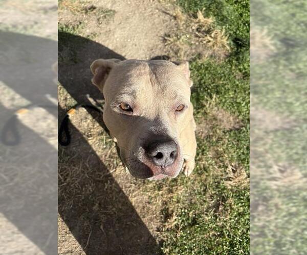 Medium Photo #1 American Bulldog-Unknown Mix Puppy For Sale in Pueblo, CO, USA