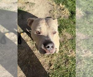 American Bulldog-Unknown Mix Dogs for adoption in Pueblo, CO, USA