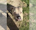 DAKOTA - Male American Bulldog-Unknown Mix Dog for Adoption - Small photo