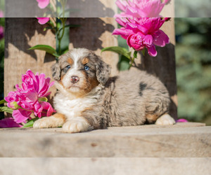 Bernedoodle (Miniature) Litter for sale in APPLE CREEK, OH, USA