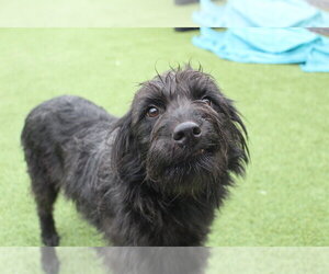 Mutt Dogs for adoption in Chestertown, MD, USA