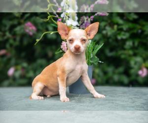 Chihuahua Puppy for sale in DELTA, PA, USA