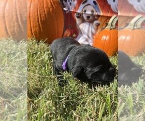 Labrador Retriever Puppy for sale in NEOLA, WV, USA