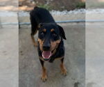 Small #4 Rottweiler