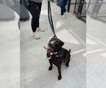 Small #2 American Pit Bull Terrier-Labrador Retriever Mix
