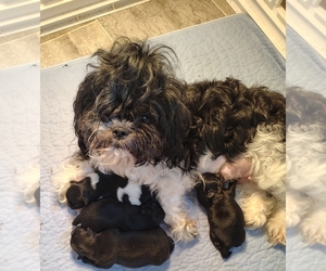 Mother of the Pom-Shi-Shih Tzu Mix puppies born on 05/18/2025