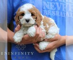 Small #3 Cavapoo (Miniature)