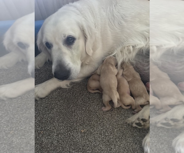 Medium Photo #1 Golden Retriever Puppy For Sale in ARCHBALD, PA, USA