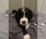Small Photo #26 Bernedoodle Puppy For Sale in MIAMISBURG, OH, USA