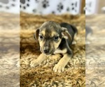 Small Miniature Pinscher Mix
