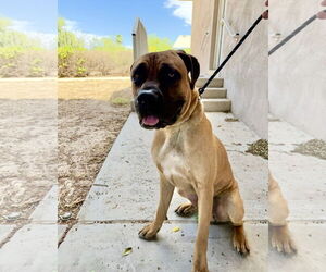 Mastiff Dogs for adoption in Goodyear, AZ, USA