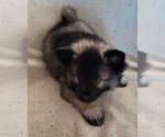 Small Photo #3 Keeshond Puppy For Sale in BLAIRSBURG, IA, USA