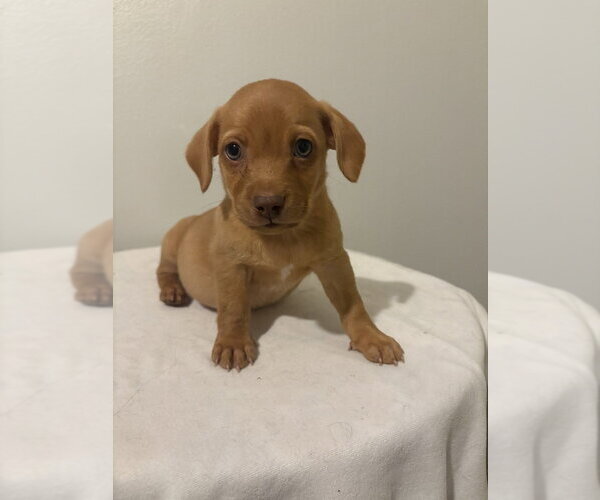 Medium Photo #4 Chihuahua-Unknown Mix Puppy For Sale in Studio City, CA, USA