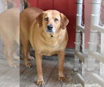 Small #6 Golden Labrador