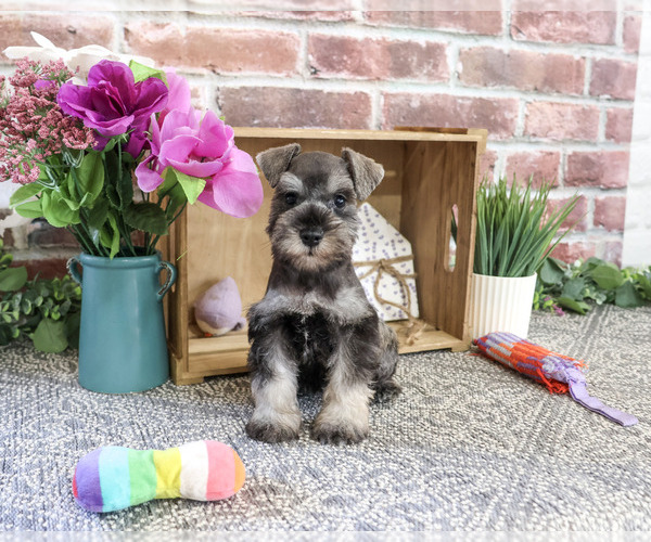 Medium Photo #4 Schnauzer (Miniature) Puppy For Sale in SYRACUSE, IN, USA