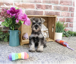 Small #3 Schnauzer (Miniature)