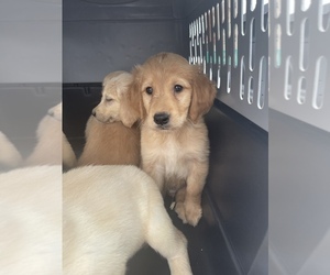 English Cream Golden Retriever Puppy for sale in SAINT PETERSBURG, FL, USA