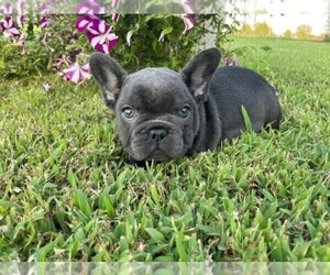 French Bulldog Puppy for sale in CLAREMORE, OK, USA